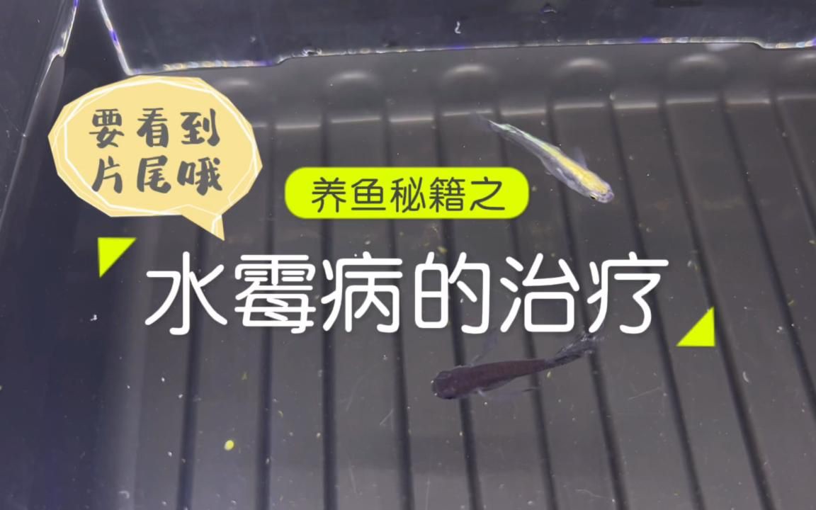 水霉病會傳染給其他魚嗎？【《水霉交叉感染》魚樂分享《水霉交叉感染》】