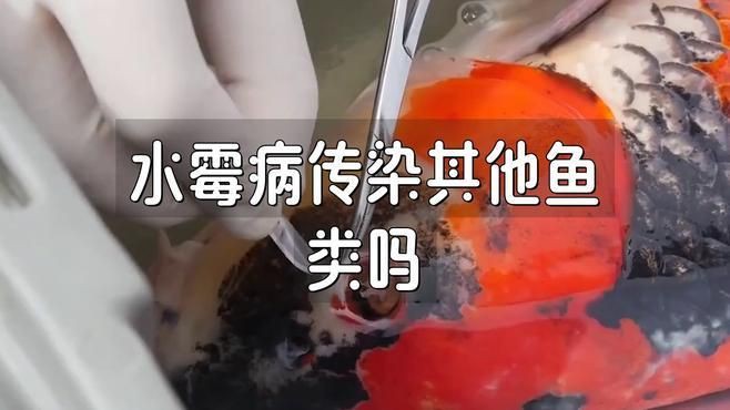 水霉病會傳染給其他魚嗎？【《水霉交叉感染》魚樂分享《水霉交叉感染》】