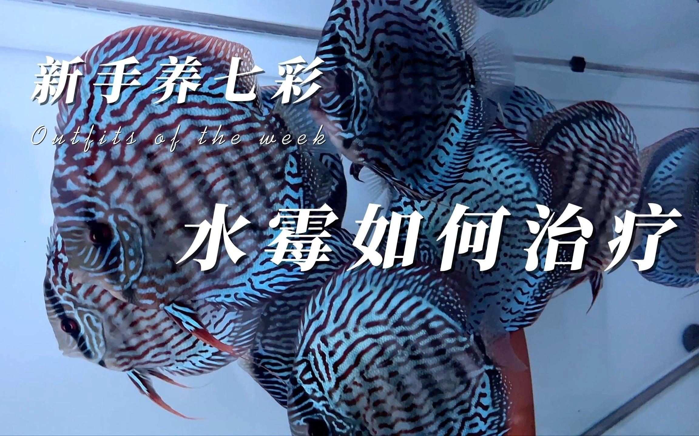 水霉病會傳染給其他魚嗎？【《水霉交叉感染》魚樂分享《水霉交叉感染》】
