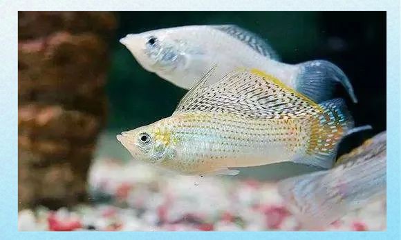 瑪麗魚咬另一只腹部【《瑪麗魚咬另一只腹部》瑪麗魚咬另一只腹部的行為】