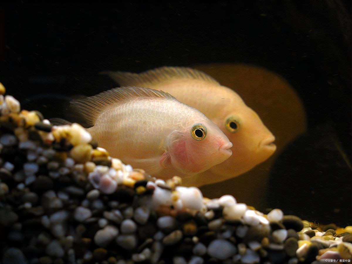 瑪麗魚咬另一只腹部【《瑪麗魚咬另一只腹部》瑪麗魚咬另一只腹部的行為】