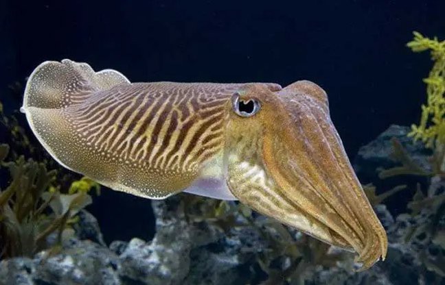 四條腿的觀賞魚叫什么【四條腿的觀賞魚】