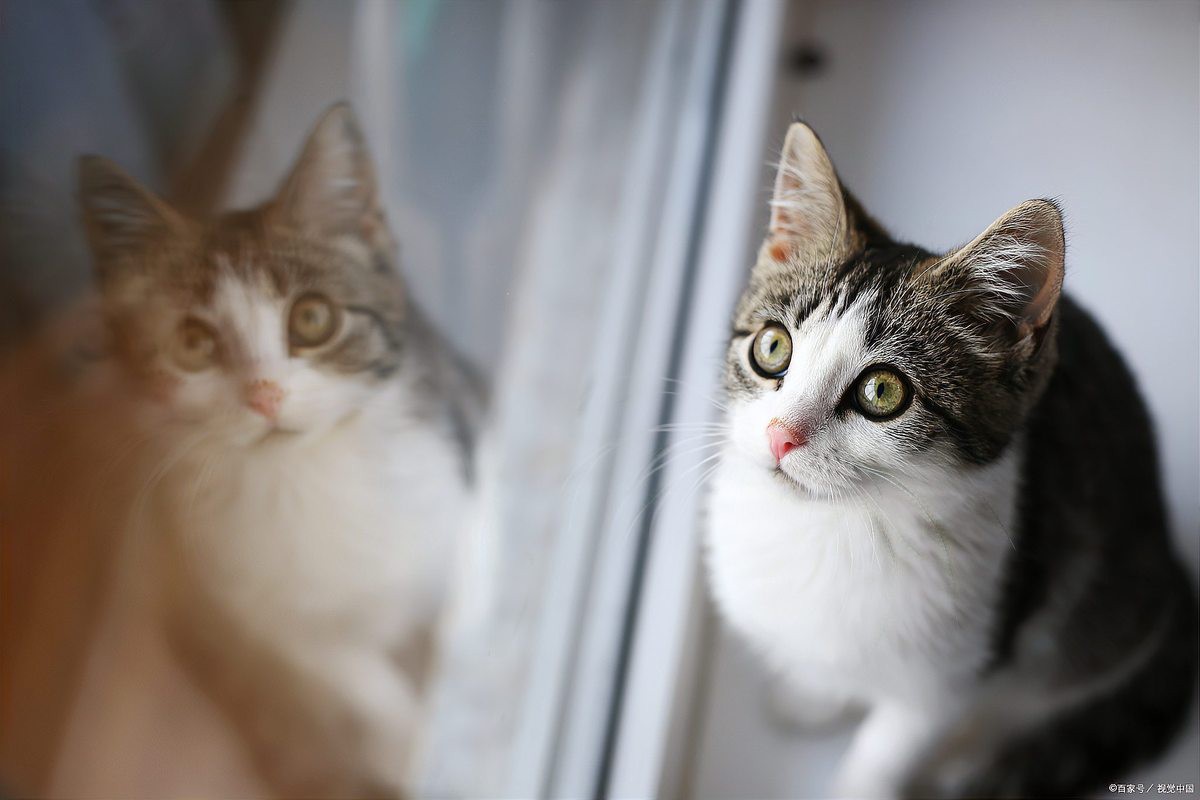 貓不請自來還不走兆頭【《貓不請自來還不走兆頭》貓不請自來還不走兆頭】