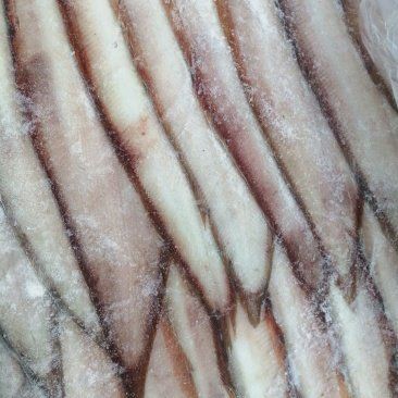 海中龍魚的市場價格是多少？【海中龍魚價格一般多少錢？】