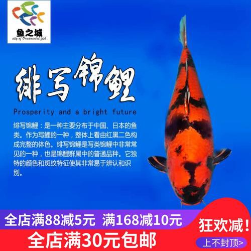 丹頂錦鯉價格圖片【丹頂錦鯉價格、種類及特征分析丹頂錦鯉魚多少錢一條】