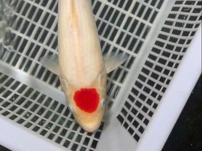 丹頂錦鯉價格圖片【丹頂錦鯉價格、種類及特征分析丹頂錦鯉魚多少錢一條】