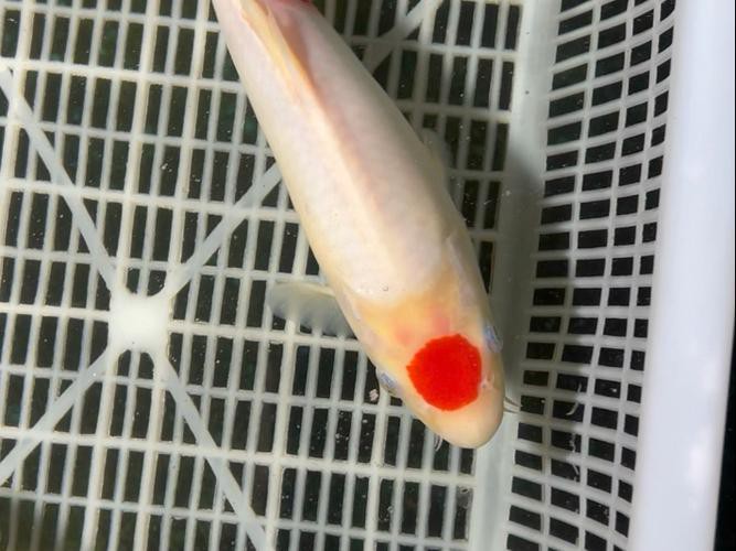 丹頂錦鯉價格圖片【丹頂錦鯉價格、種類及特征分析丹頂錦鯉魚多少錢一條】