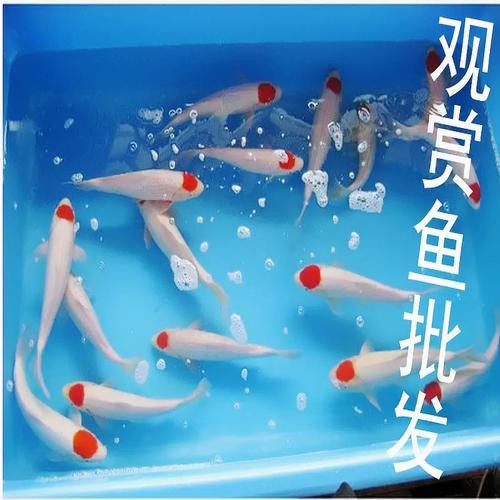 丹頂錦鯉價格圖片【丹頂錦鯉價格、種類及特征分析丹頂錦鯉魚多少錢一條】