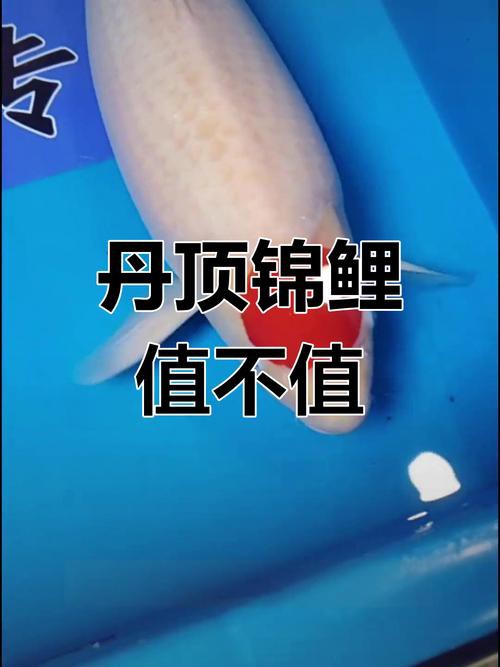 丹頂錦鯉價格圖片【丹頂錦鯉價格、種類及特征分析丹頂錦鯉魚多少錢一條】