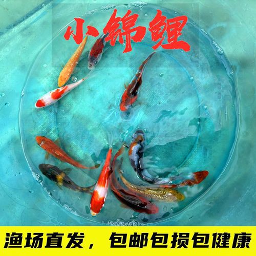 丹頂錦鯉價格圖片【丹頂錦鯉價格、種類及特征分析丹頂錦鯉魚多少錢一條】