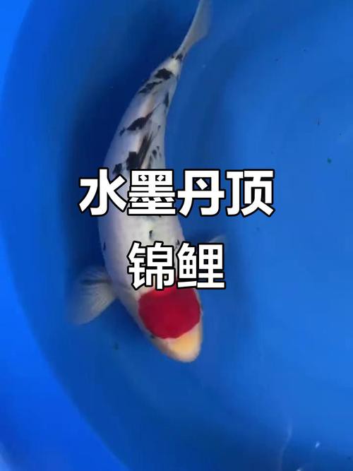 丹頂錦鯉價格圖片【丹頂錦鯉價格、種類及特征分析丹頂錦鯉魚多少錢一條】
