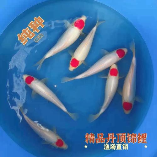 丹頂錦鯉價格圖片【丹頂錦鯉價格、種類及特征分析丹頂錦鯉魚多少錢一條】