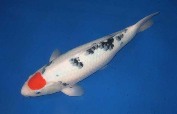 丹頂錦鯉價格圖片【丹頂錦鯉價格、種類及特征分析丹頂錦鯉魚多少錢一條】