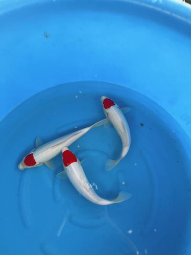 丹頂錦鯉價格圖片【丹頂錦鯉價格、種類及特征分析丹頂錦鯉魚多少錢一條】