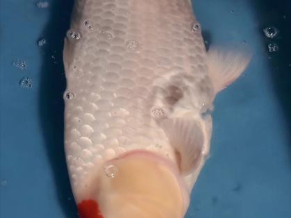 丹頂錦鯉價格圖片【丹頂錦鯉價格、種類及特征分析丹頂錦鯉魚多少錢一條】