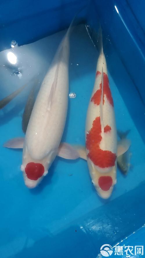 丹頂錦鯉價格圖片【丹頂錦鯉價格、種類及特征分析丹頂錦鯉魚多少錢一條】