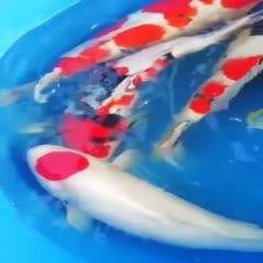 丹頂錦鯉價格圖片【丹頂錦鯉價格、種類及特征分析丹頂錦鯉魚多少錢一條】