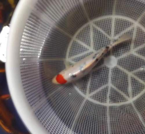 丹頂錦鯉價格圖片【丹頂錦鯉價格、種類及特征分析丹頂錦鯉魚多少錢一條】