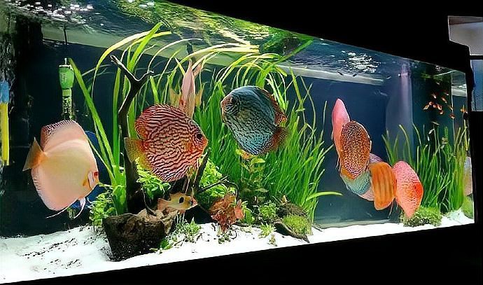 1米魚缸最佳尺寸【1米魚缸尺寸全攻略|新手必看容量對照表】