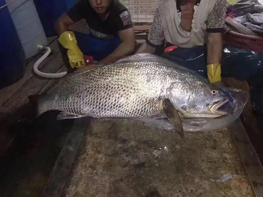 毛鲿魚(yú)圖片【動(dòng)物界脊索動(dòng)物界脊索動(dòng)物門(mén)石首魚(yú)科毛鲿魚(yú)（megalonibea）】