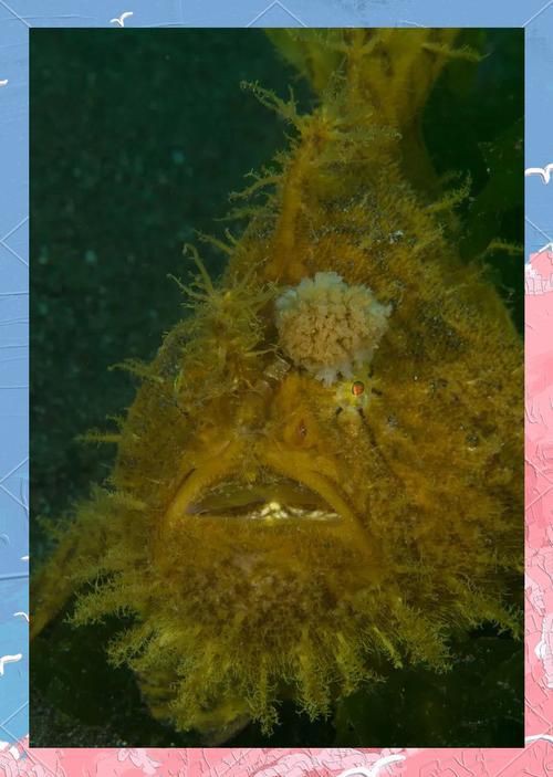 毛鲿魚(yú)圖片【動(dòng)物界脊索動(dòng)物界脊索動(dòng)物門(mén)石首魚(yú)科毛鲿魚(yú)（megalonibea）】