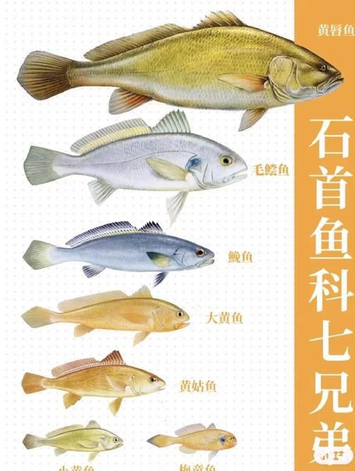 毛鲿魚(yú)圖片【動(dòng)物界脊索動(dòng)物界脊索動(dòng)物門(mén)石首魚(yú)科毛鲿魚(yú)（megalonibea）】
