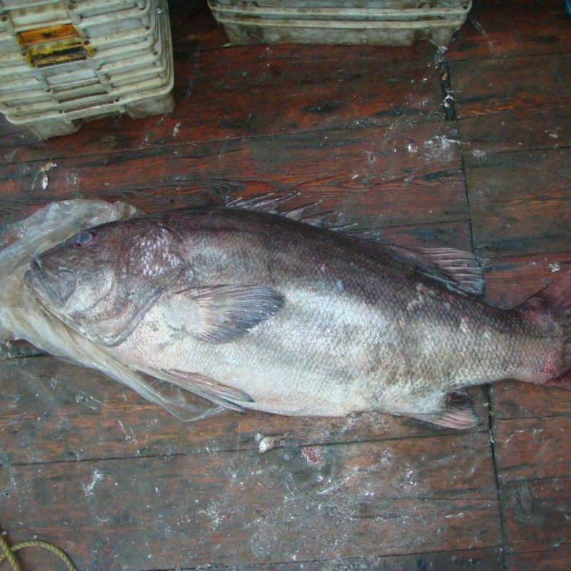 毛鲿魚(yú)圖片【動(dòng)物界脊索動(dòng)物界脊索動(dòng)物門(mén)石首魚(yú)科毛鲿魚(yú)（megalonibea）】