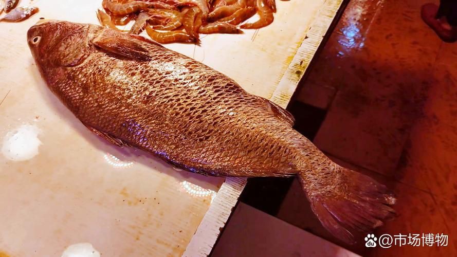 毛鲿魚(yú)圖片【動(dòng)物界脊索動(dòng)物界脊索動(dòng)物門(mén)石首魚(yú)科毛鲿魚(yú)（megalonibea）】