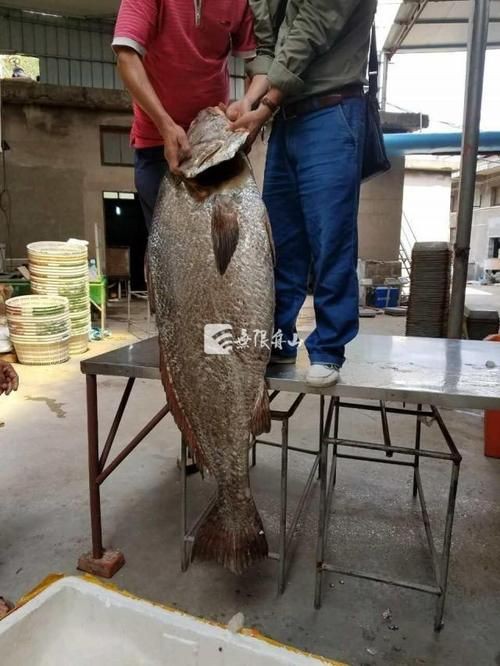 毛鲿魚(yú)圖片【動(dòng)物界脊索動(dòng)物界脊索動(dòng)物門(mén)石首魚(yú)科毛鲿魚(yú)（megalonibea）】