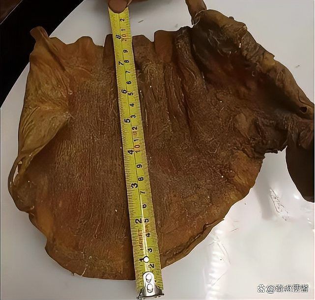 毛鲿魚(yú)圖片【動(dòng)物界脊索動(dòng)物界脊索動(dòng)物門(mén)石首魚(yú)科毛鲿魚(yú)（megalonibea）】