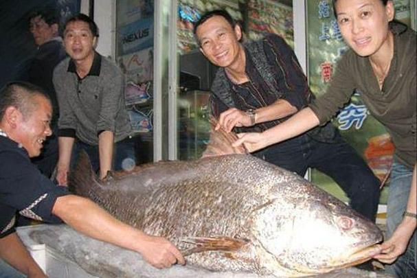 毛鲿魚(yú)圖片【動(dòng)物界脊索動(dòng)物界脊索動(dòng)物門(mén)石首魚(yú)科毛鲿魚(yú)（megalonibea）】