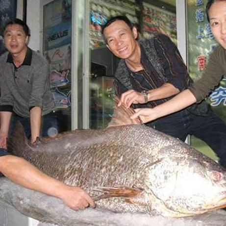 毛鲿魚(yú)圖片【動(dòng)物界脊索動(dòng)物界脊索動(dòng)物門(mén)石首魚(yú)科毛鲿魚(yú)（megalonibea）】