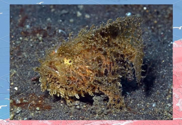 毛鲿魚(yú)圖片【動(dòng)物界脊索動(dòng)物界脊索動(dòng)物門(mén)石首魚(yú)科毛鲿魚(yú)（megalonibea）】