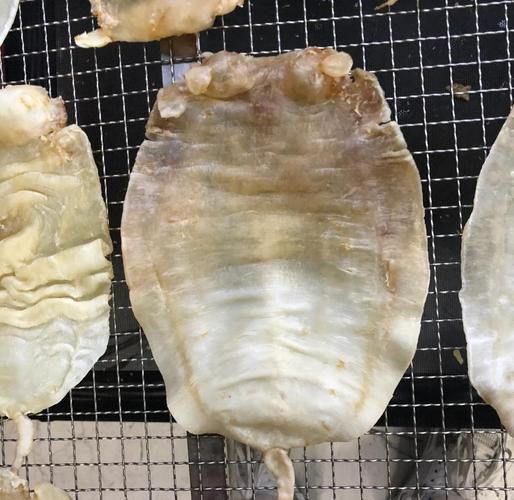 毛鲿魚(yú)圖片【動(dòng)物界脊索動(dòng)物界脊索動(dòng)物門(mén)石首魚(yú)科毛鲿魚(yú)（megalonibea）】