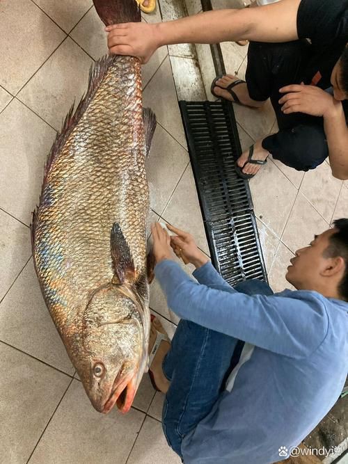 毛鲿魚(yú)圖片【動(dòng)物界脊索動(dòng)物界脊索動(dòng)物門(mén)石首魚(yú)科毛鲿魚(yú)（megalonibea）】