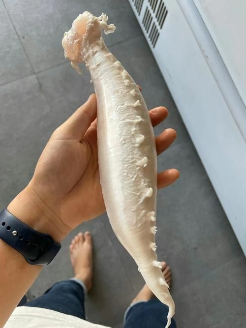 毛鲿魚(yú)圖片【動(dòng)物界脊索動(dòng)物界脊索動(dòng)物門(mén)石首魚(yú)科毛鲿魚(yú)（megalonibea）】
