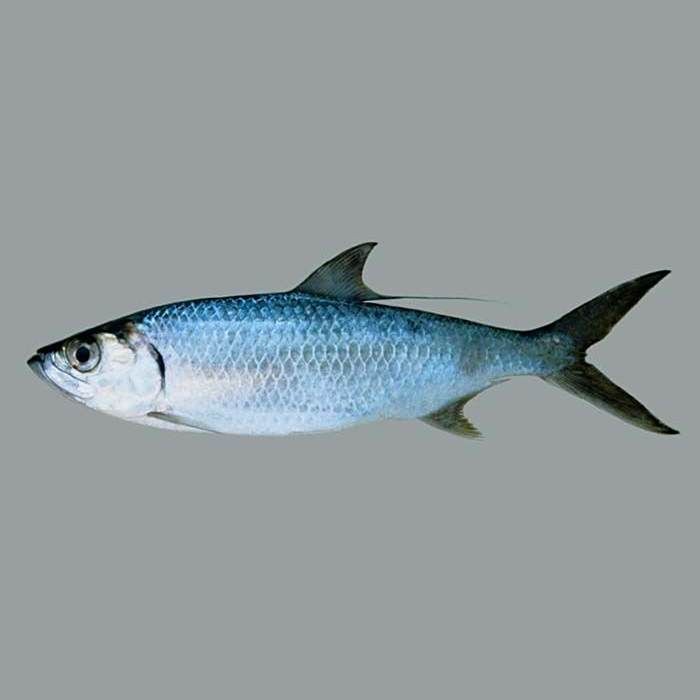 鰱魚生活在淡水還是海水【大海鰱,鰱魚的生活習(xí)性有哪些特征和餌料喜好疤農(nóng)有話說】