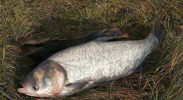 鰱魚生活在淡水還是海水【大海鰱,鰱魚的生活習性有哪些特征和餌料喜好疤農有話說】