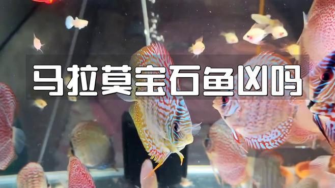馬拉莫寶石魚【馬拉莫寶石魚是一種頗具特色的熱帶淡水觀賞性與培育潛力】 馬拉莫寶石魚【馬拉莫寶石魚是一種頗具特色的熱帶淡水觀賞性與培育潛力】 龍魚百科 第5張