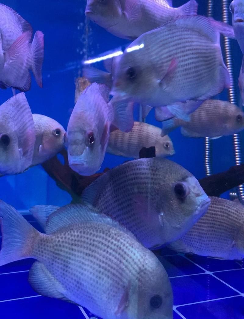 馬拉莫寶石魚【馬拉莫寶石魚是一種頗具特色的熱帶淡水觀賞性與培育潛力】 馬拉莫寶石魚【馬拉莫寶石魚是一種頗具特色的熱帶淡水觀賞性與培育潛力】 龍魚百科 第2張