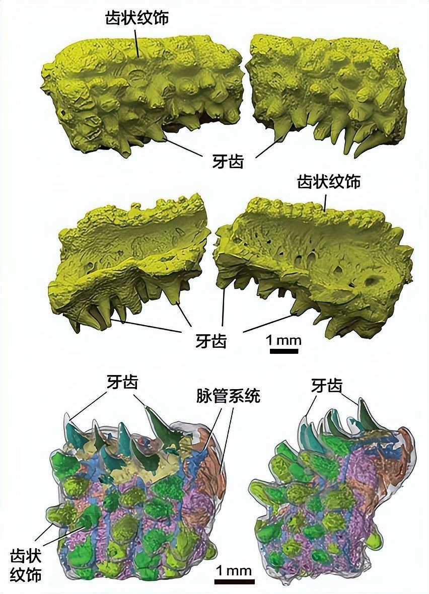 甲魚的牙齒長什么樣【甲魚屬于爬行綱鱉，可能是現代脊椎動物】 甲魚的牙齒長什么樣【甲魚屬于爬行綱鱉，可能是現代脊椎動物】 龍魚論壇 第9張