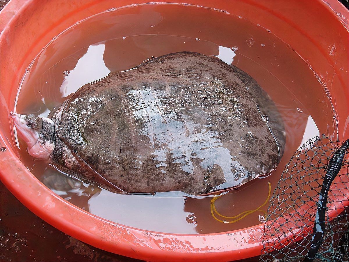 甲魚的牙齒長什么樣【甲魚屬于爬行綱鱉，可能是現代脊椎動物】