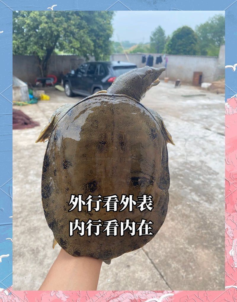甲魚的牙齒長什么樣【甲魚屬于爬行綱鱉，可能是現代脊椎動物】 甲魚的牙齒長什么樣【甲魚屬于爬行綱鱉，可能是現代脊椎動物】 龍魚論壇 第4張