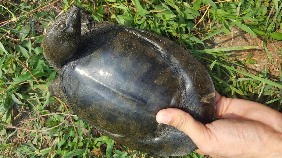 甲魚的牙齒長什么樣【甲魚屬于爬行綱鱉，可能是現代脊椎動物】