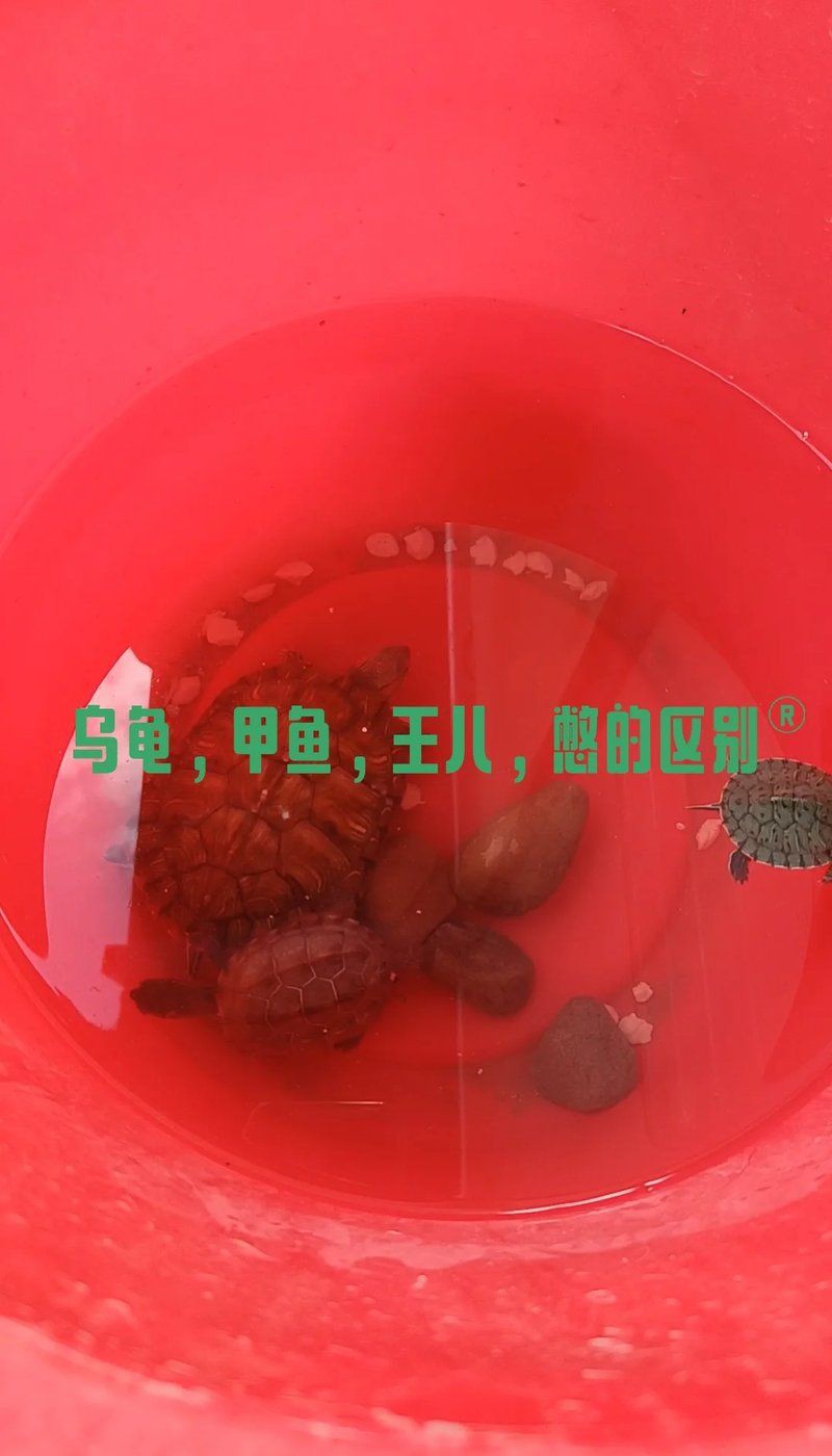甲魚的牙齒長什么樣【甲魚屬于爬行綱鱉，可能是現代脊椎動物】 甲魚的牙齒長什么樣【甲魚屬于爬行綱鱉，可能是現代脊椎動物】 龍魚論壇 第6張