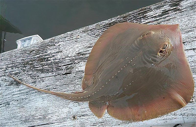魔鬼魚和笑臉魚是一種嗎【魔鬼魚和笑臉魚并非同一種生物】