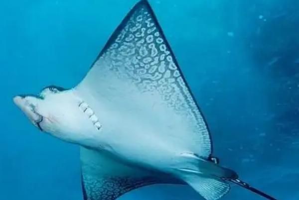 魔鬼魚和笑臉魚是一種嗎【魔鬼魚和笑臉魚并非同一種生物】