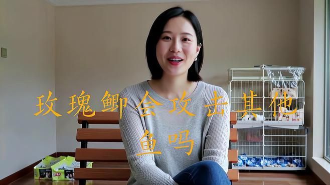 玫瑰鯽混養(yǎng)最忌三種魚(yú)【玫瑰鯽混養(yǎng)時(shí)需特別注意以下三類(lèi)魚(yú)種】