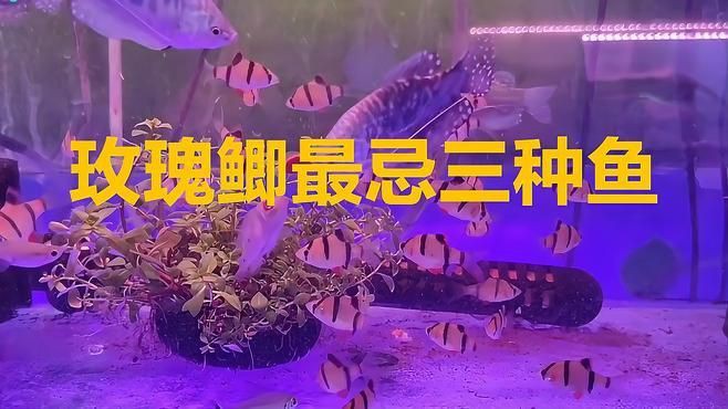 玫瑰鯽混養(yǎng)最忌三種魚(yú)【玫瑰鯽混養(yǎng)時(shí)需特別注意以下三類(lèi)魚(yú)種】