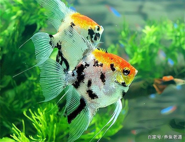 燕魚胸鰭根部發(fā)紅會自愈嗎？【養(yǎng)魚老道，為什么金魚或者燕魚會出現(xiàn)紅血絲】 燕魚胸鰭根部發(fā)紅會自愈嗎？【養(yǎng)魚老道，為什么金魚或者燕魚會出現(xiàn)紅血絲】 龍魚百科 第3張